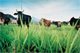 Rural Development
