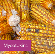 Mycotoxins
