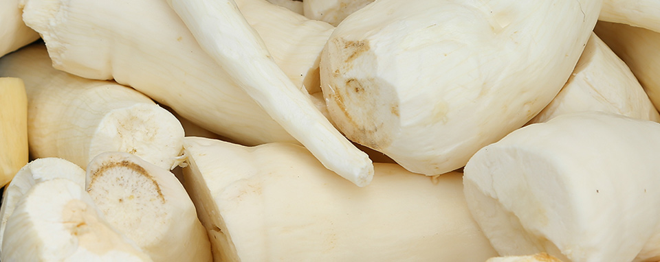 cassava-banner