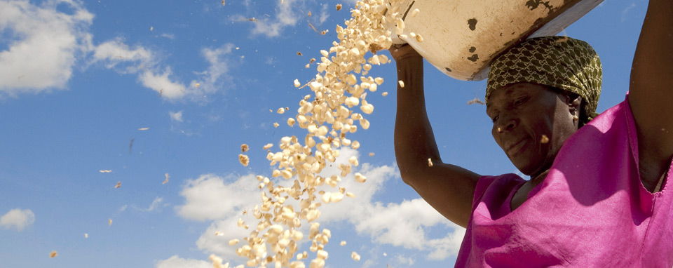 grains-improvement-banner